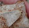 Hoplodrina sp.